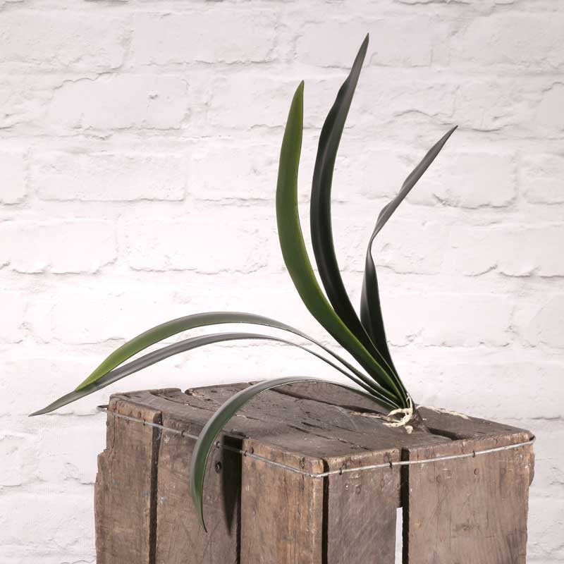 Cymbidium Leaf x 6