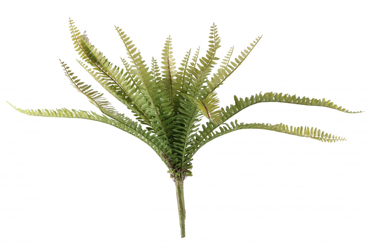 Boston Fern (50cm)