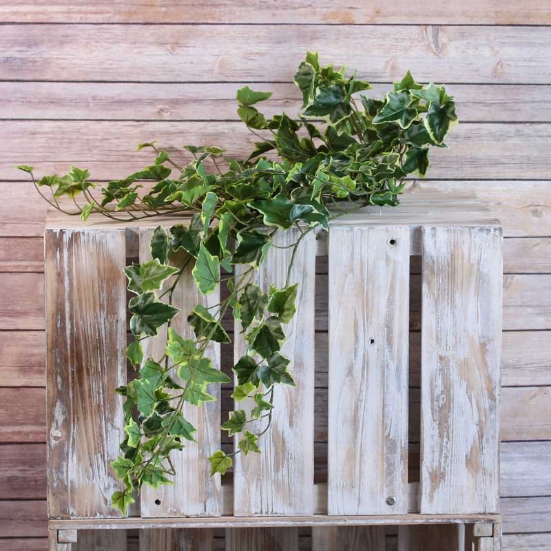 Sandringham Ivy bush 86cm x191 Leaves Variegated