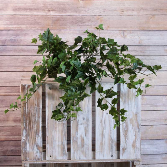 Sandringham Ivy Bush with 238 Leaves