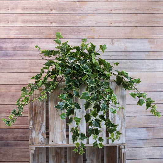 Sandringham  Ivy Bush x336 Leaves Variegated