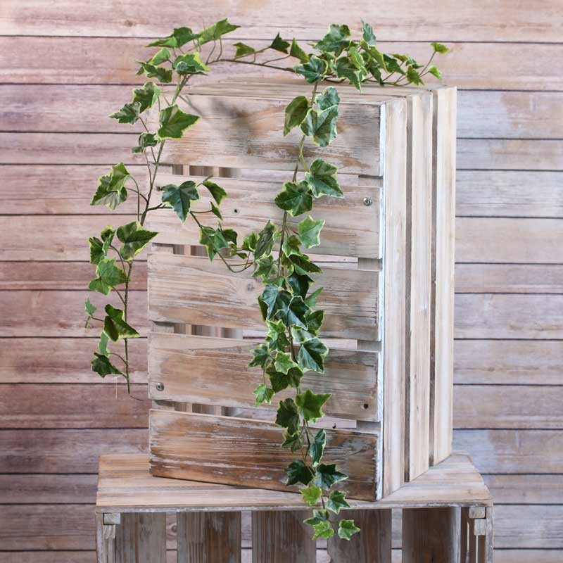 Sandringham Ivy Garland Variegated 180cm x98 Leaves