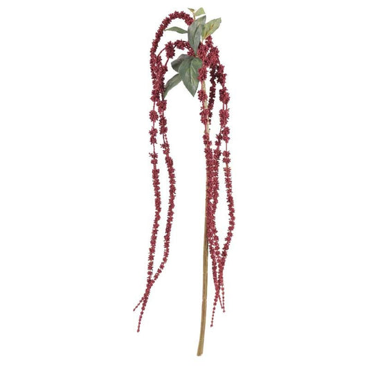 Burgundy Amaranthus 26inch