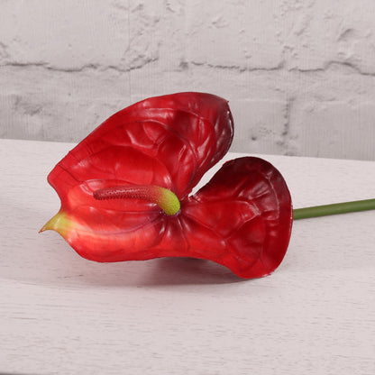 Anthurium Red