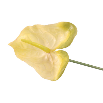 Anthurium White