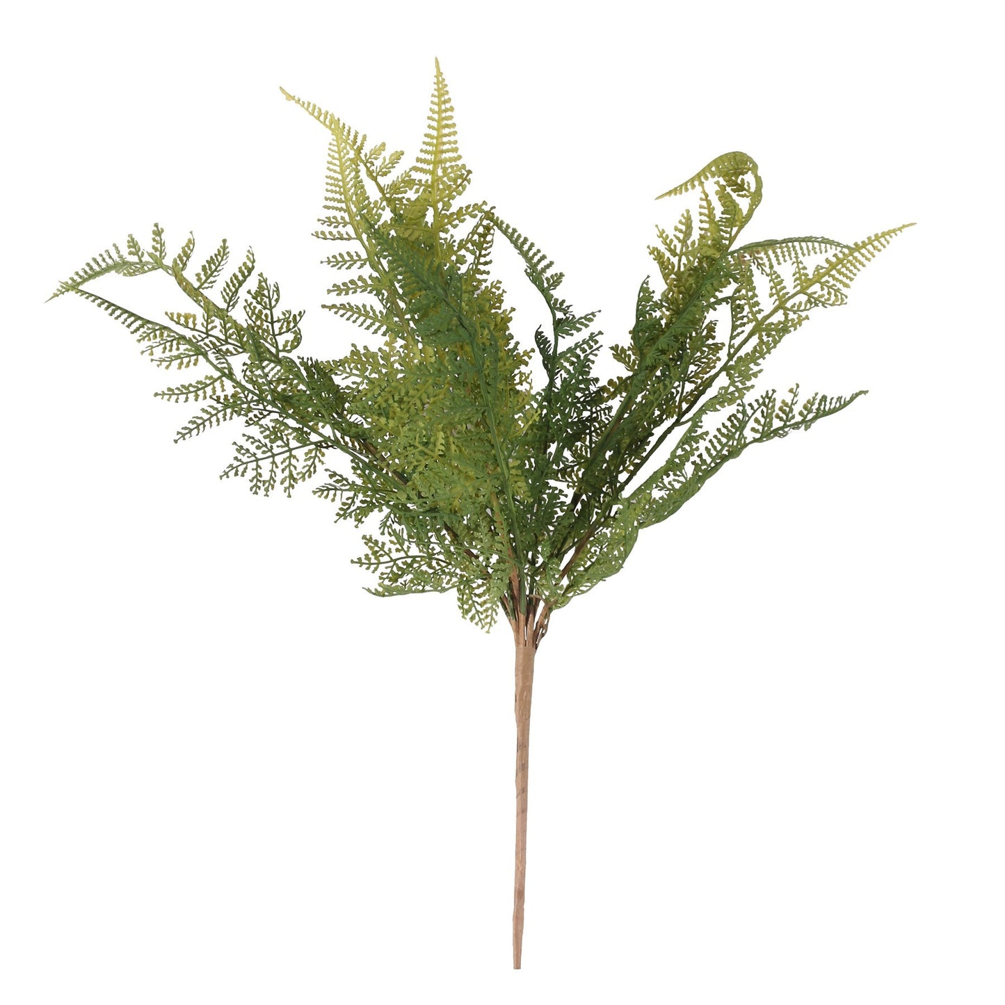 Fern Bush (15 heads)