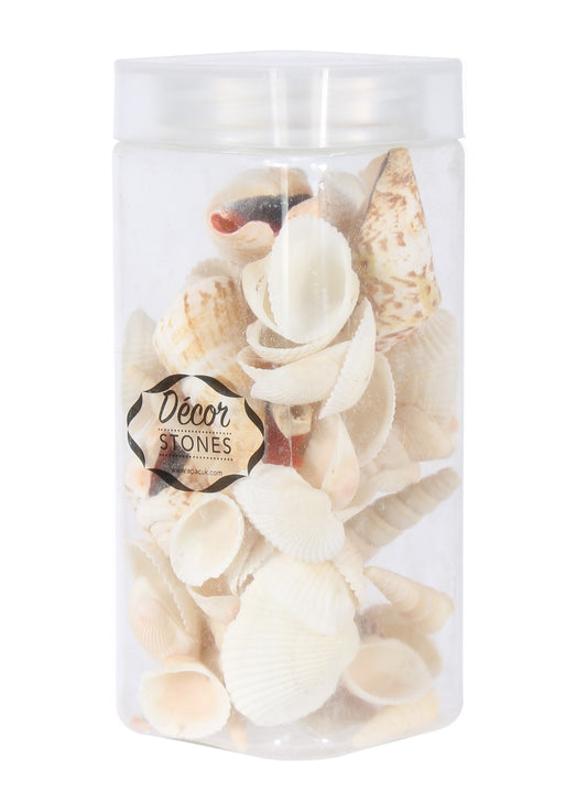 Mixed Sea Shells in Jar