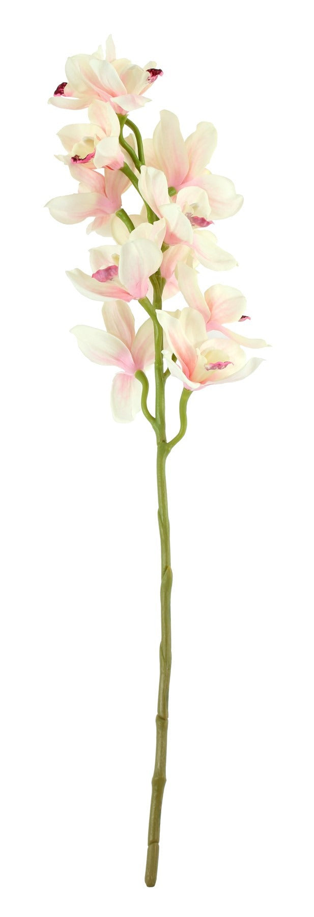 Tintagel Cymbidium Orchid Light Pink