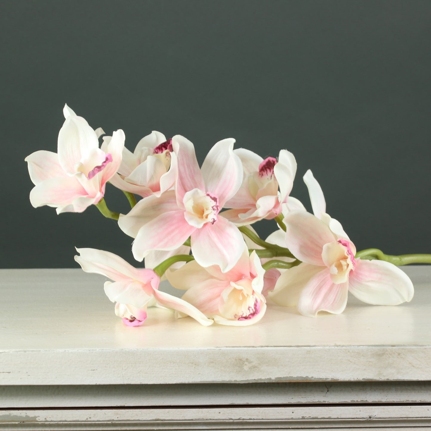 Tintagel Cymbidium Orchid Light Pink