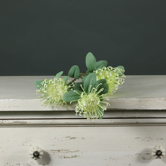 Tintagel Leucospermum Green