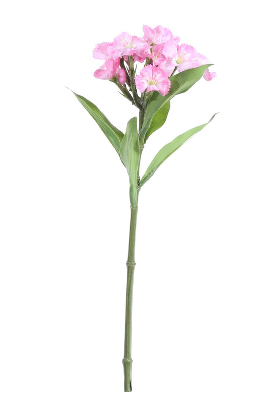 Dark Pink Dianthus on a Short Stem (32cm)