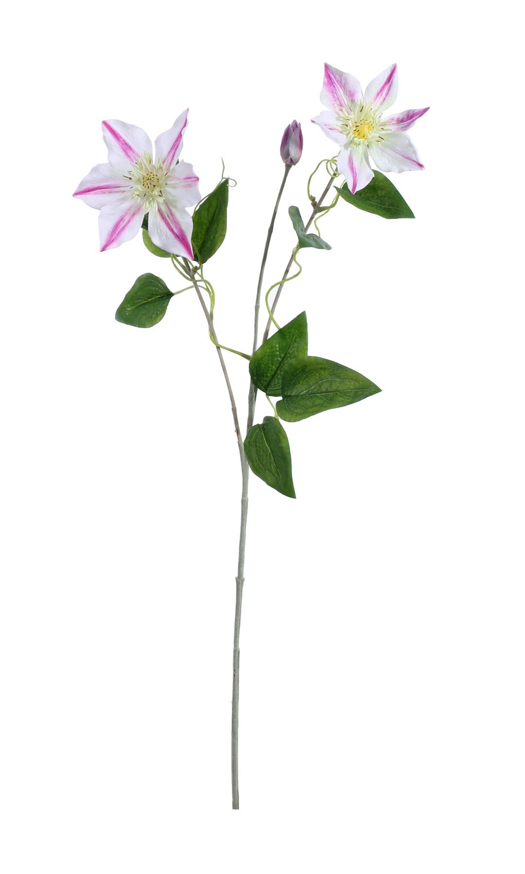 Pink Garden Clematis (76cm)