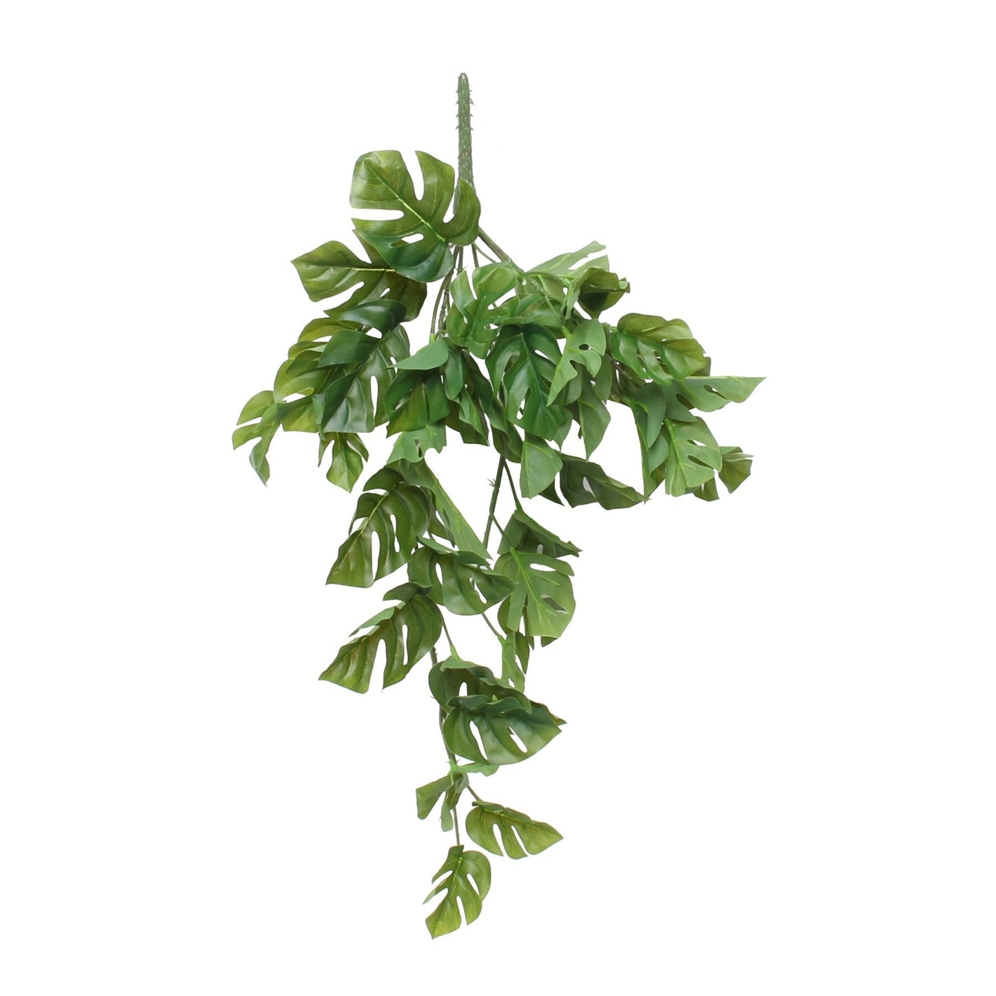 Split Philo Hanging Bush (24inch)