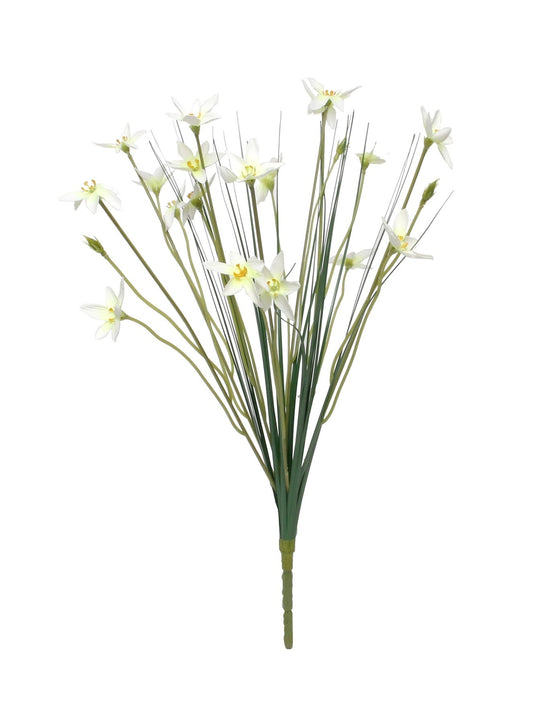 Zephyranthes Candida Bush (17inch)