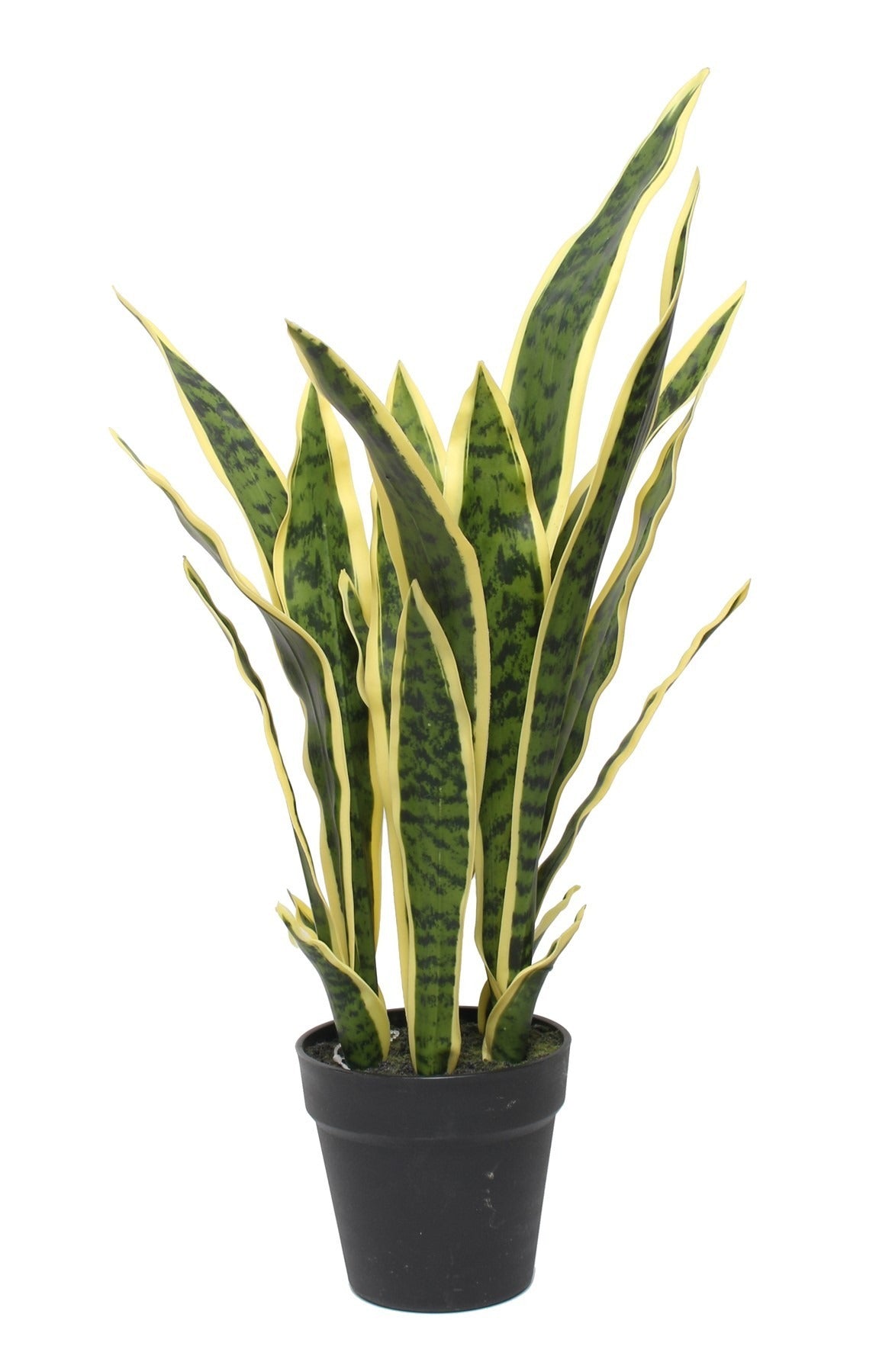 Potted Sansevieria (64cm)