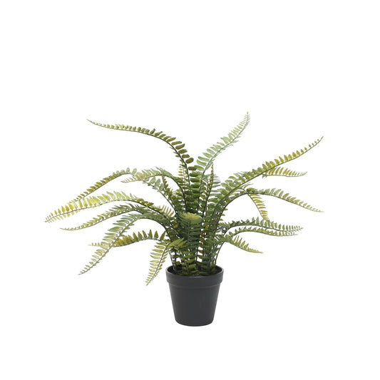 Potted Boston Fern (56cm)