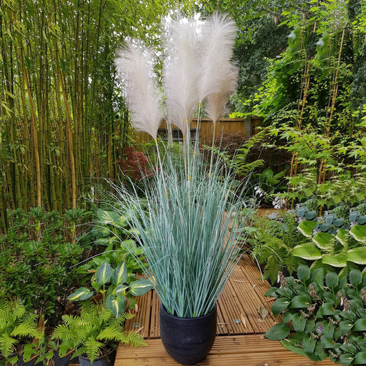 Potted Fluff Pampas 5 heads (137cm)