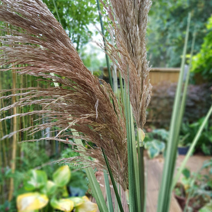 Blood Grass Pampas Spray (155cm)