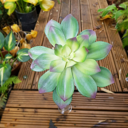 Green Succulent Spray