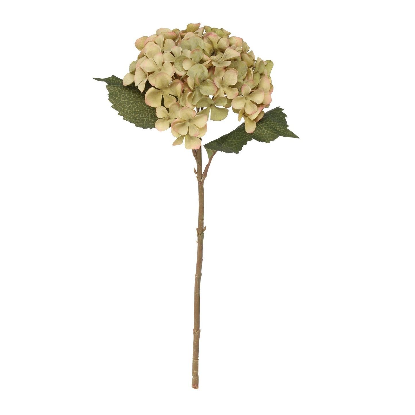 Balmoral Green Hydrangea (45cm)