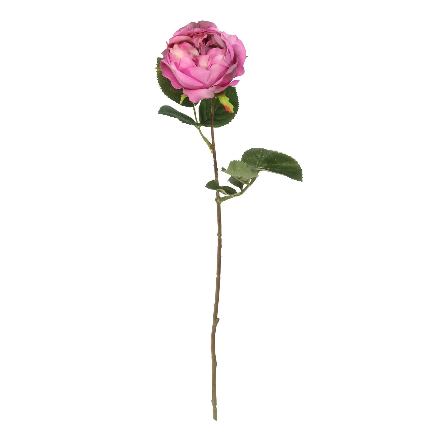 Balmoral Old Garden Purple Rose (45cm)