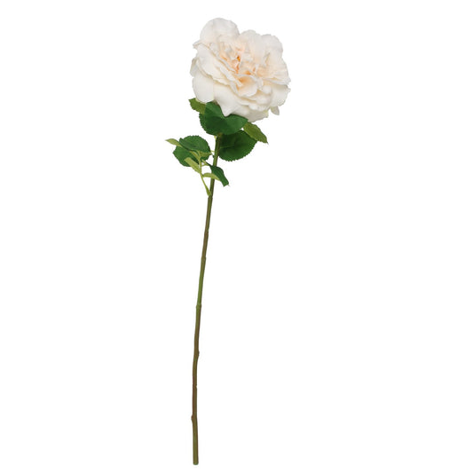 Balmoral Wild Cream Rose (65cm)