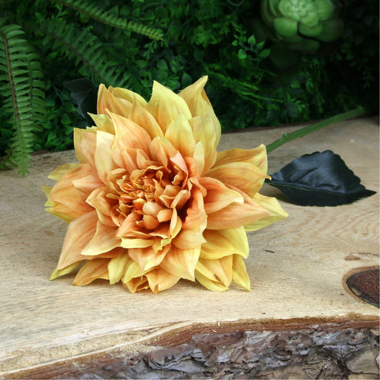 Glamis Single Dahlia with Yellow (61cm)