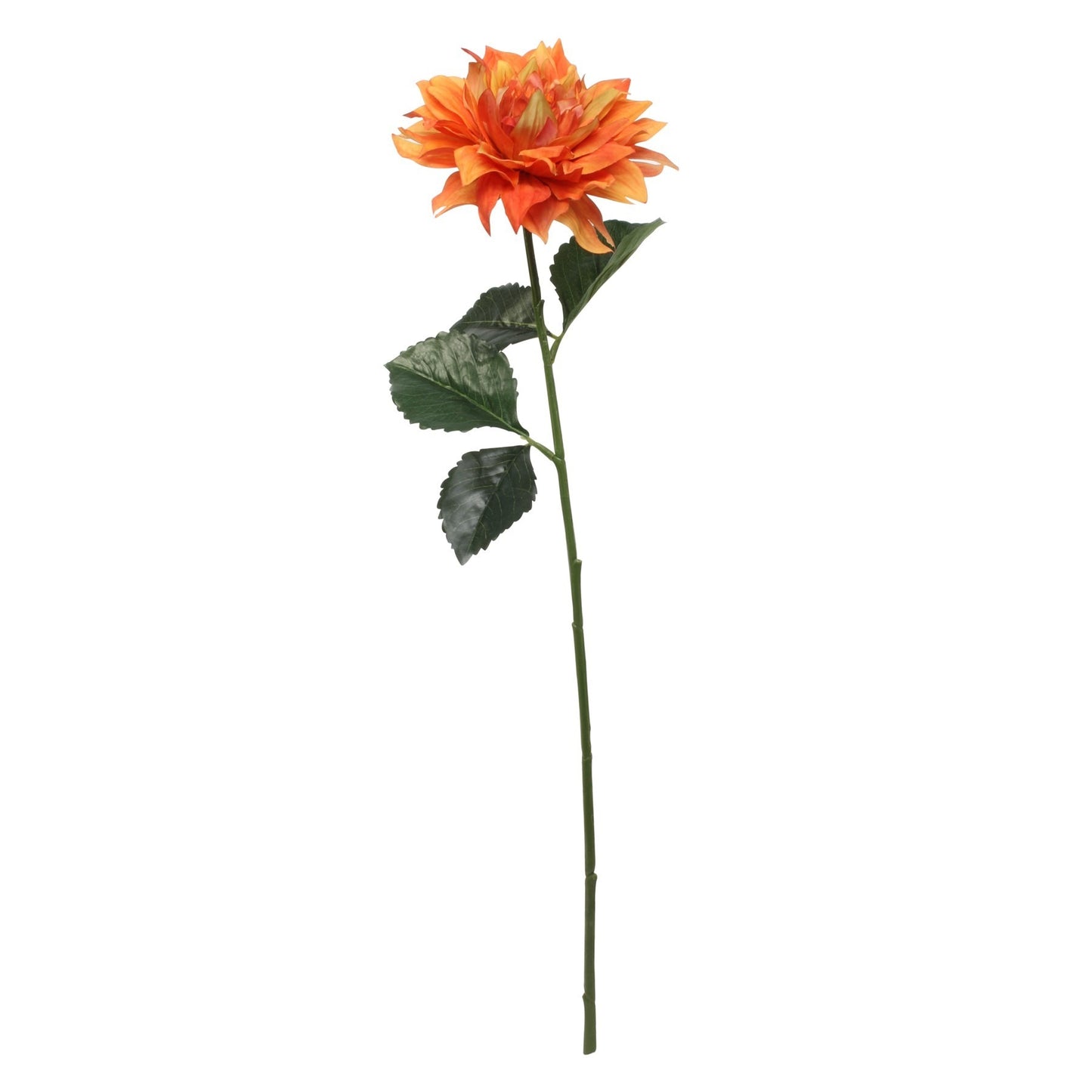 Glamis Single Dahlia Orange (61cm)