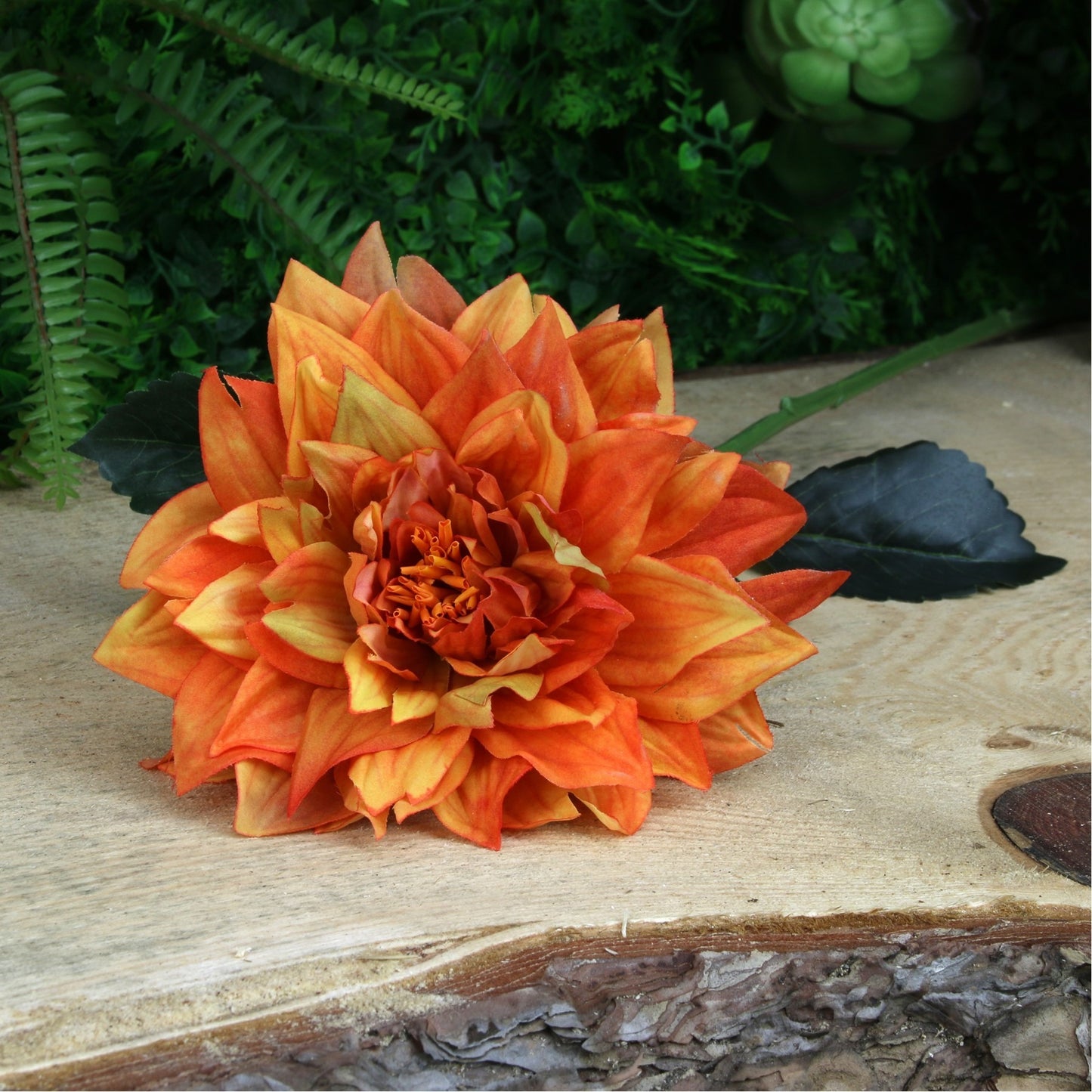 Glamis Single Dahlia Orange (61cm)