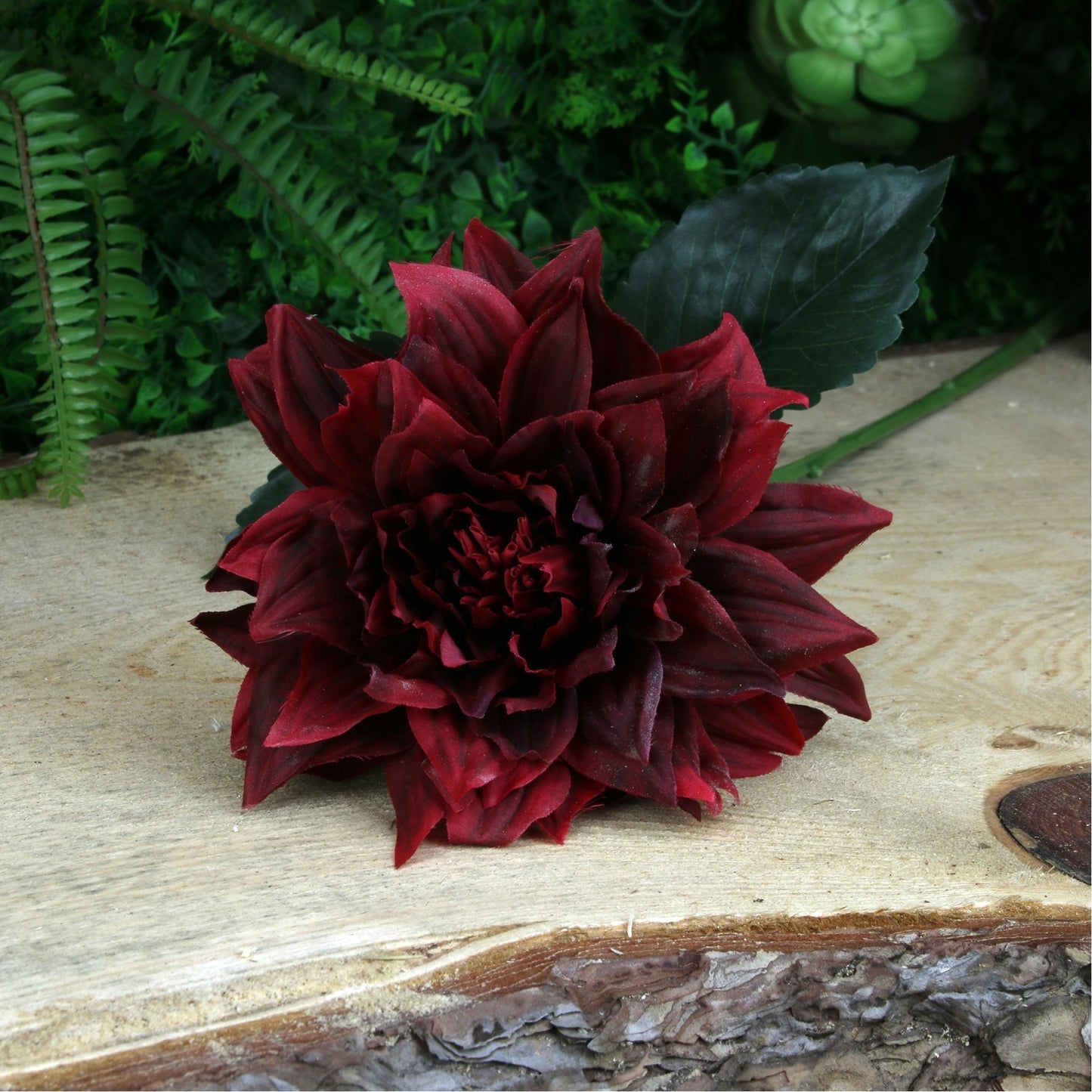 Glamis Single Dahlia Dark Red (61cm)