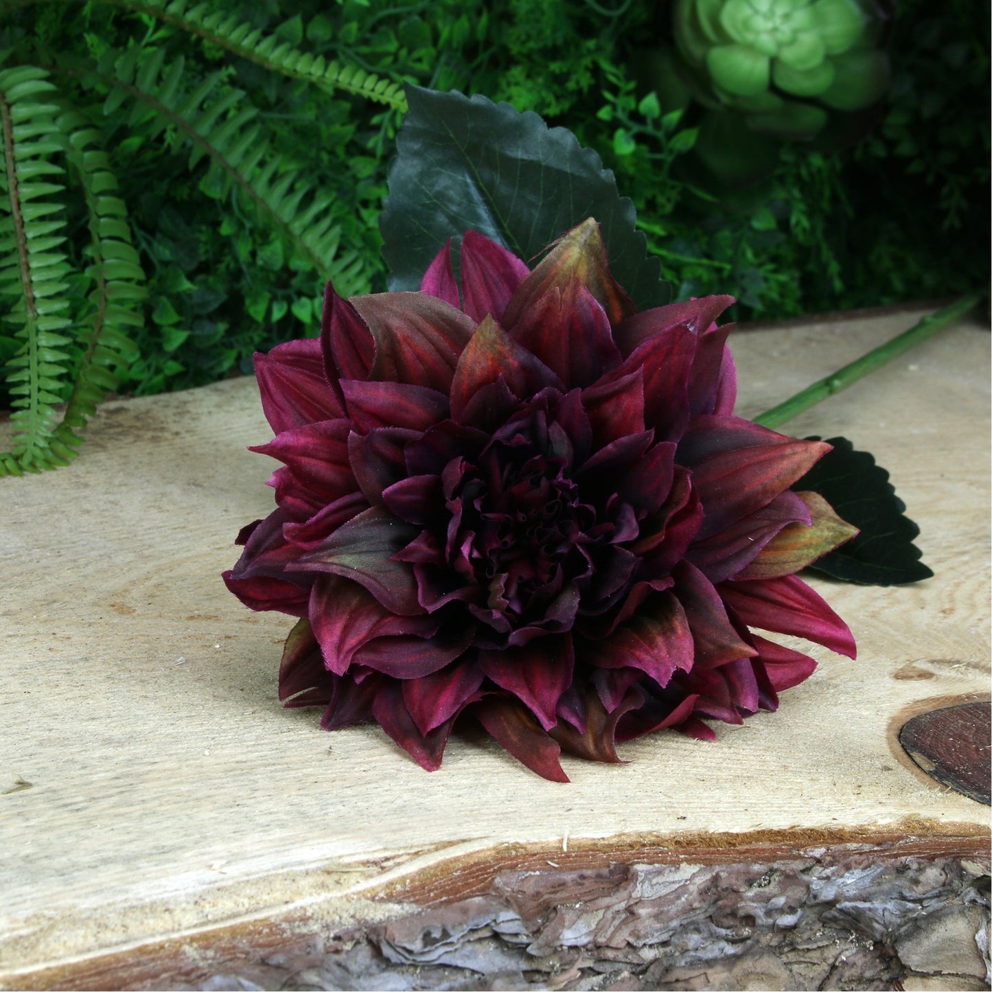 Glamis Single Dahlia Burgundy (61cm)