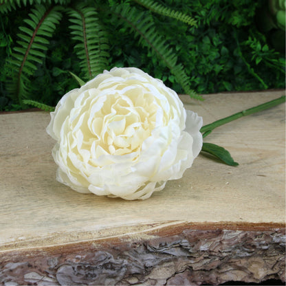 Glamis Single Peony Cream (62cm)