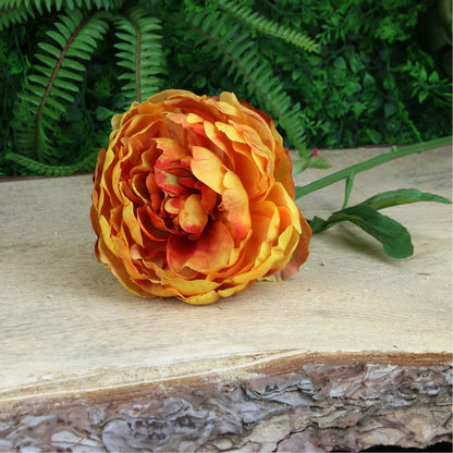 Glamis Single Peony Yellow (62cm)