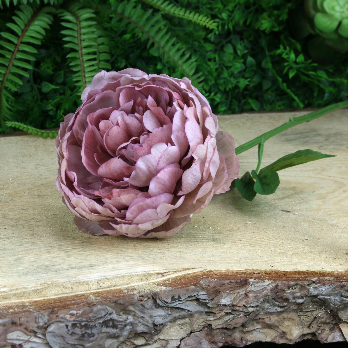 Glamis Single Peony Mauve (62cm)