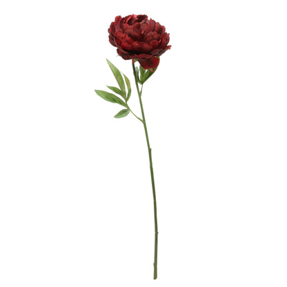 Glamis Single Peony Dark Red (62cm)