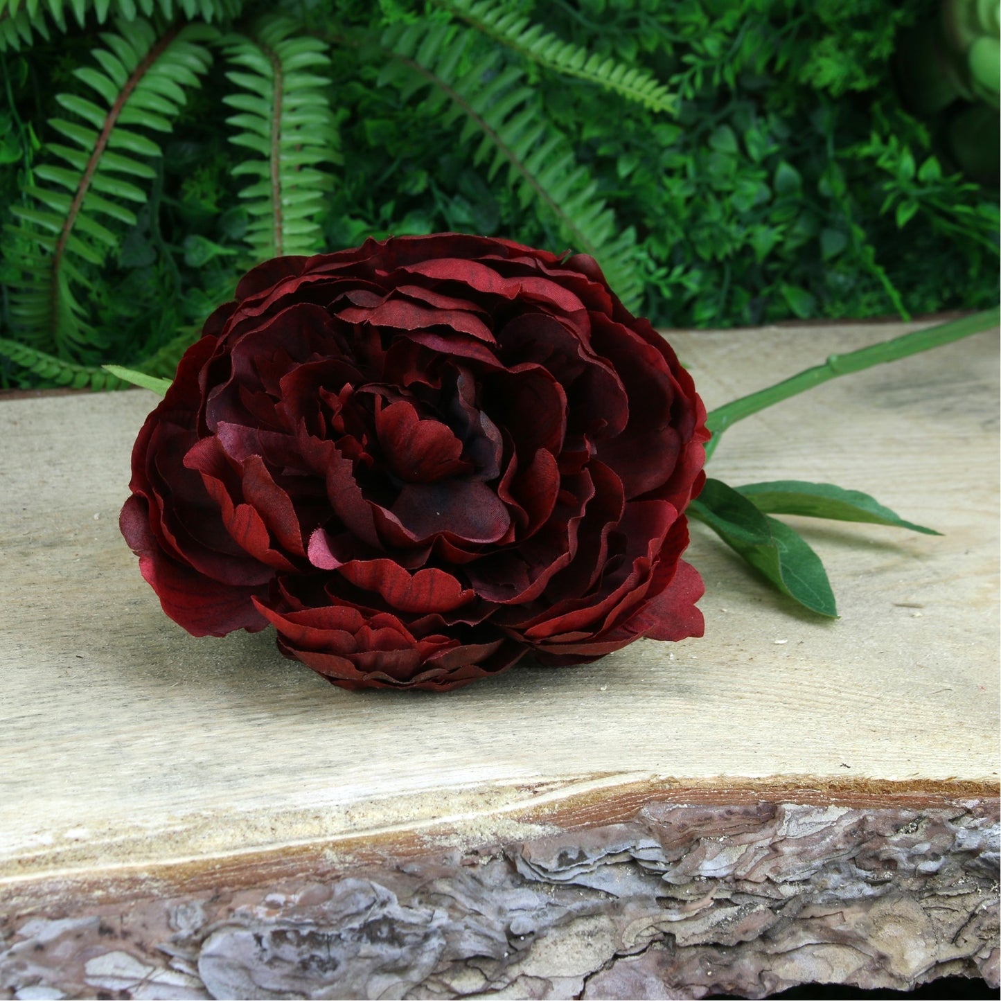 Glamis Single Peony Dark Red (62cm)