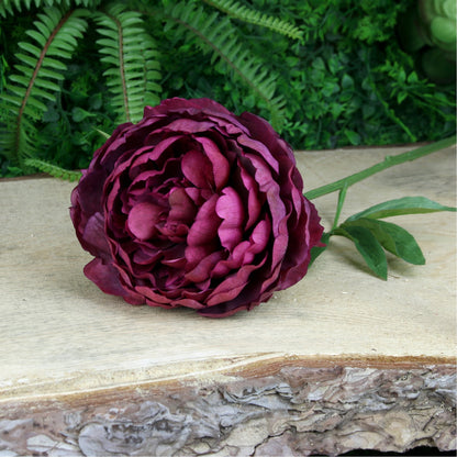 Glamis Single Peony Burgundy (62cm)