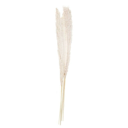 Bleached Pampas Grass (Pack of 5 Stems)