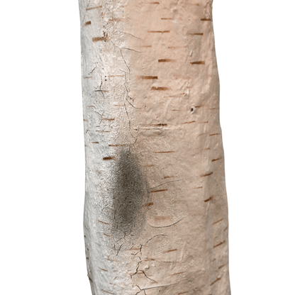 Artificial Silver Birch Tree Green (3.3m)