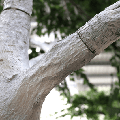 Artificial Silver Birch Tree Green (3.3m)