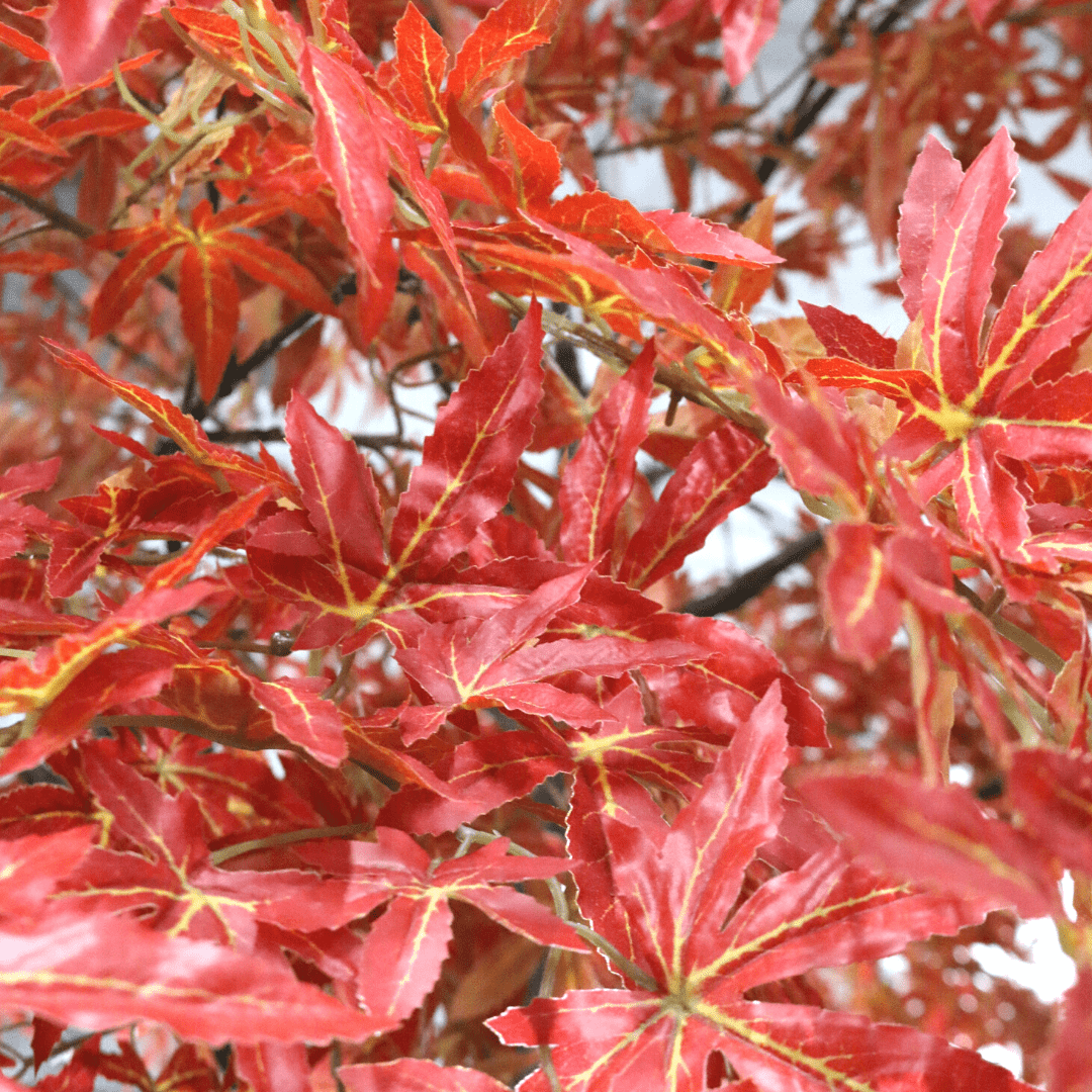 Artificial Red Japanese Acer Tree (2.7m)