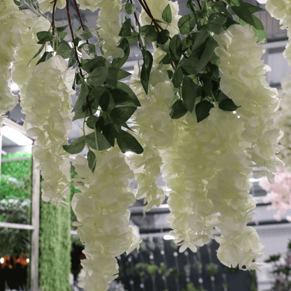 Cream Wisteria Tree (3.2m)