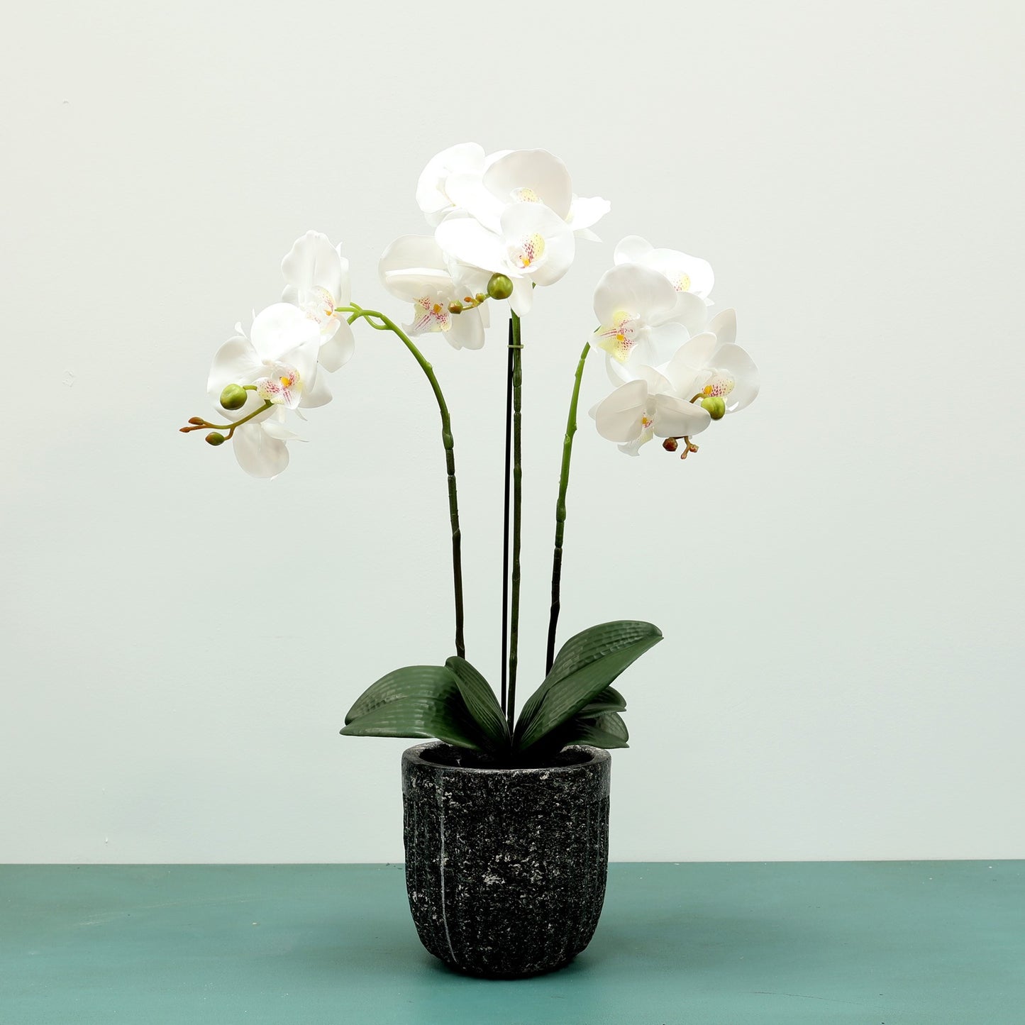 White Aragon Phalaenopsis in Cement Pot (3 stems)