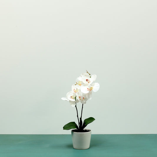 White Aragon Phalaenopsis in Ceramic Pot (1 stem)