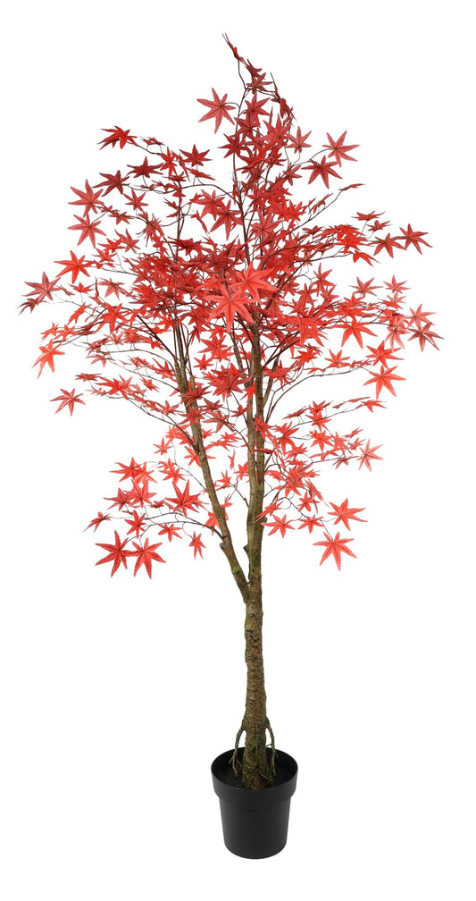 Glamis Potted Maple Tree (160cm)