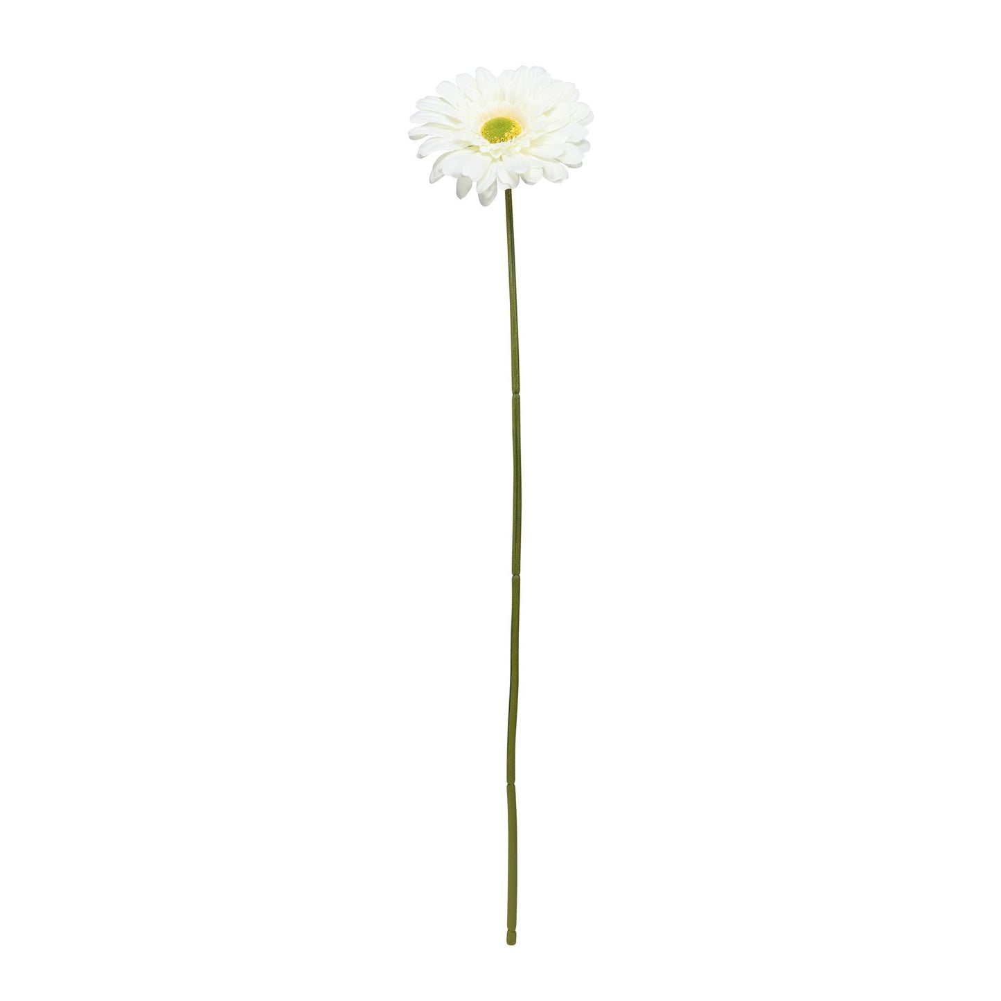 Cream Gerbera Stem (72cm)