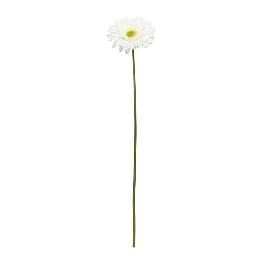 Cream Gerbera Stem (72cm)