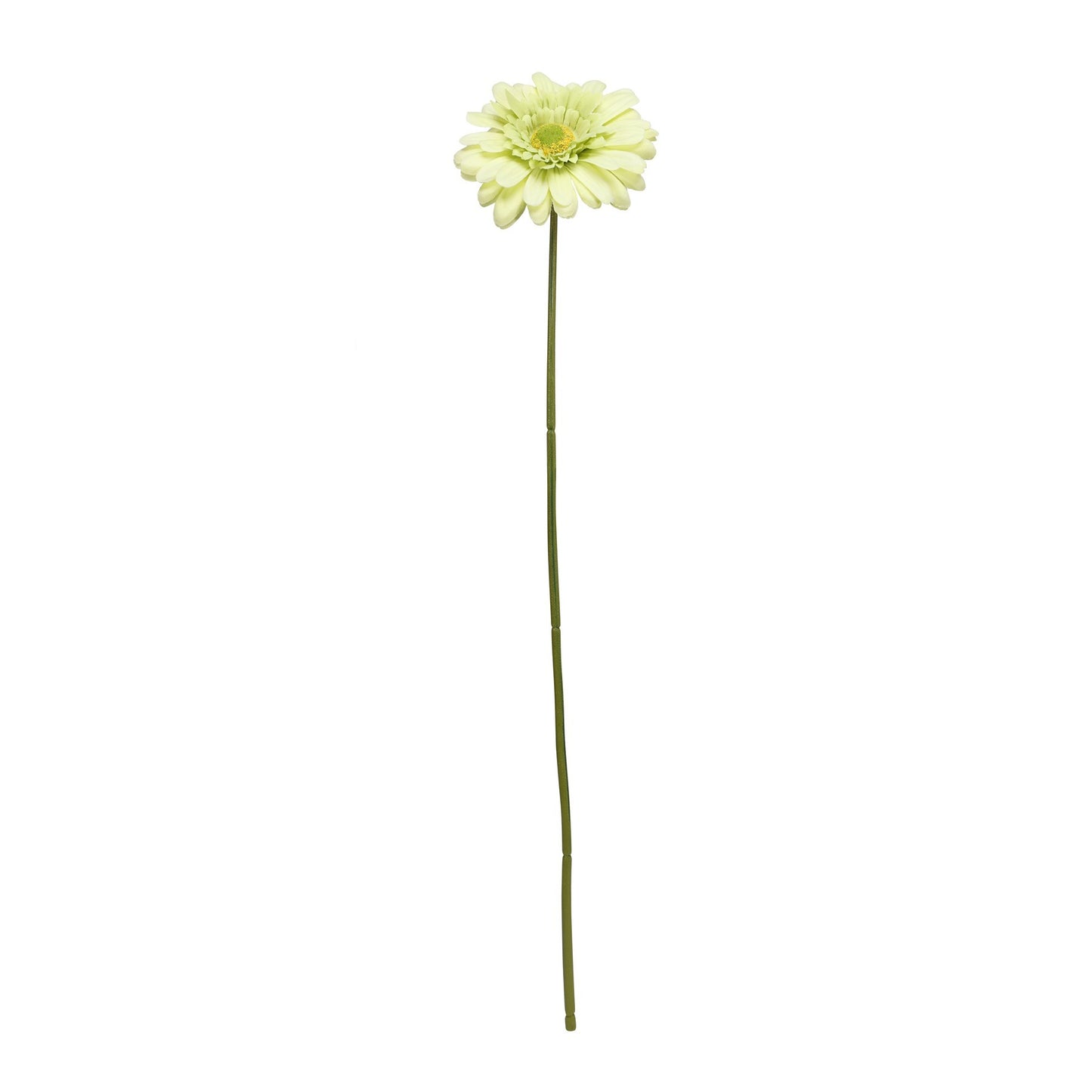 Green Gerbera Stem (72cm)