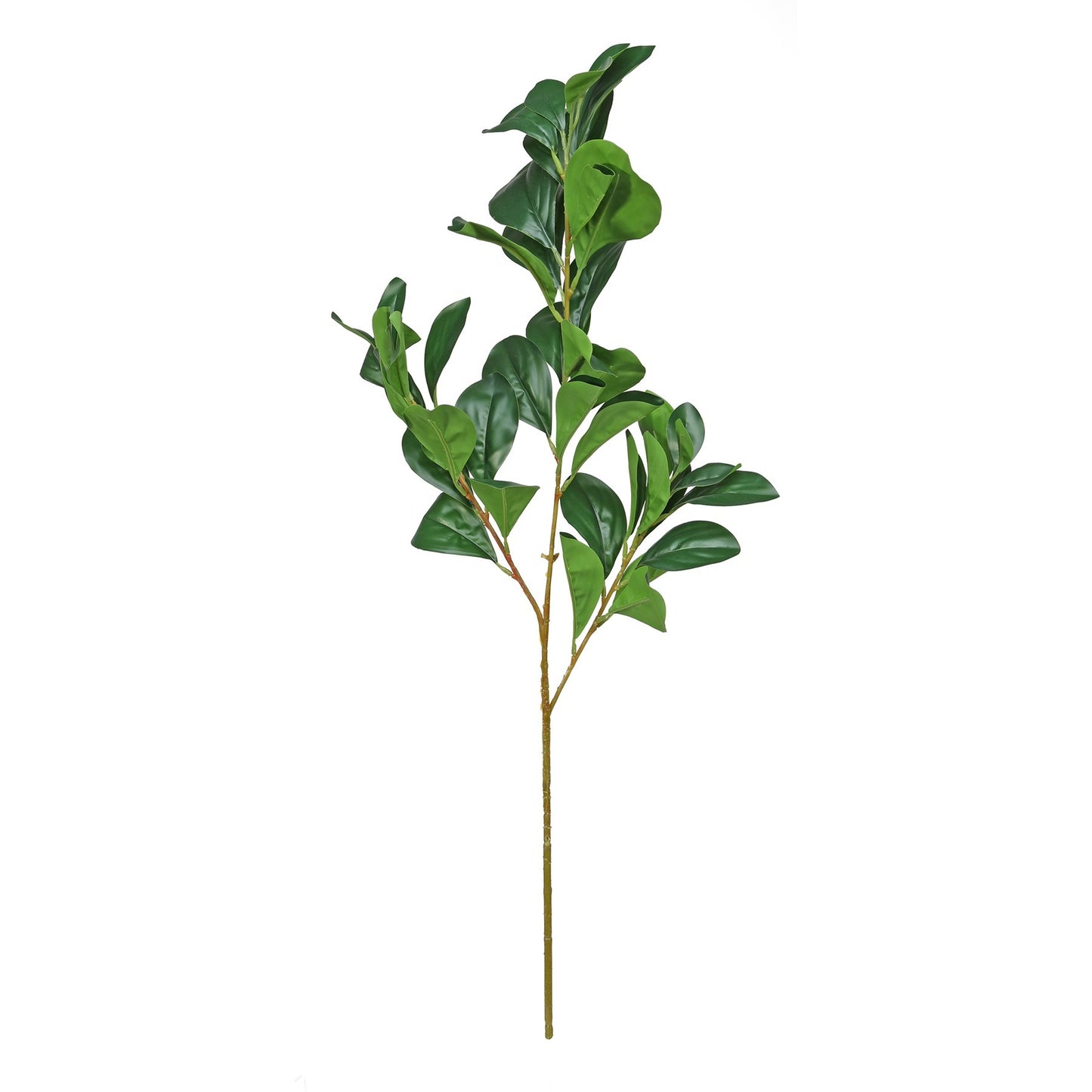 Essential Green Hard Ruscus