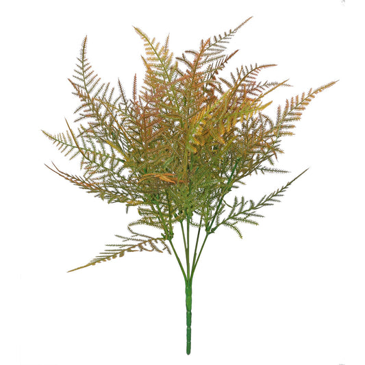 Essential Brown Asparagus Fern